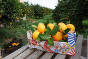 Agrumi in un campo in sicilia - Arance Castelli